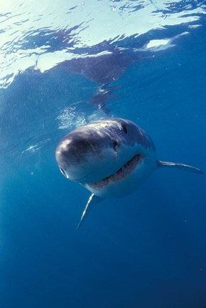 Framed Underwater View of a Great White Shark, South Africa Print