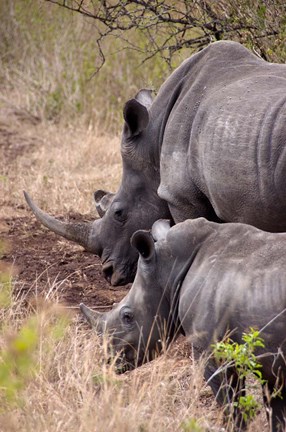 Framed White Rhino in Zulu Nyala Game Reserve, Kwazulu Natal, South Africa Print