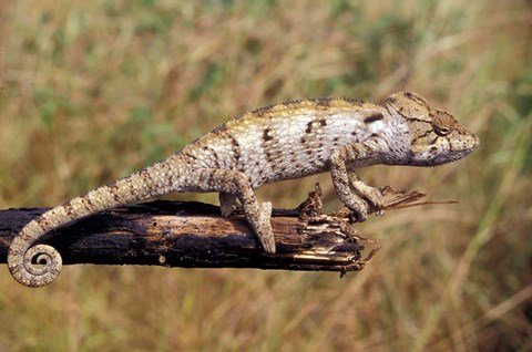 Framed Wild Chameleon, Madagascar Print