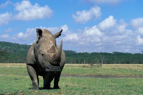 Framed White Rhinoceros Feeding, Lake Nakuru National Park, Kenya Print