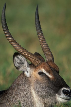 Framed Waterbuck Resting in Musiara Marsh, Masai Mara Game Reserve, Kenya Print