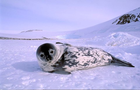 Framed Weddell Seal, Kloa &#39;EP&#39; Rookery, Australian Antarctic Territory, Antarctica Print