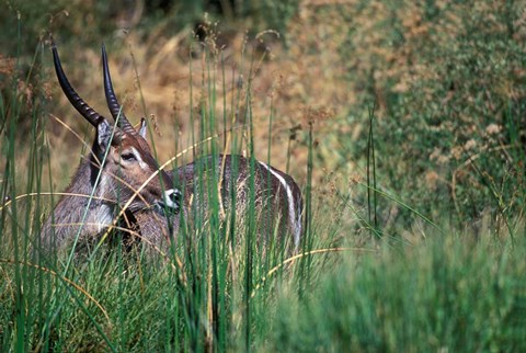 Framed Waterbuck Feeds in Marsh, Khwai River, Moremi Game Reserve, Botswana Print