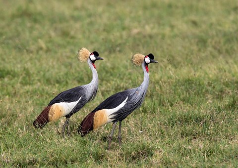 Framed Two Crowned Cranes, Ngorongoro Crater, Tanzania Print