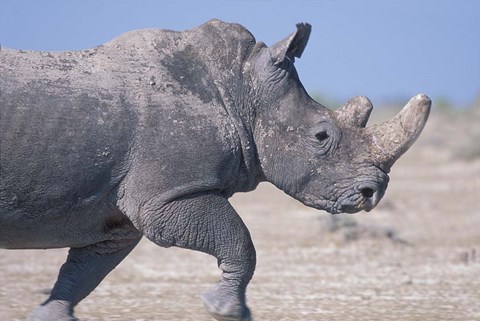 Framed White Rhino Running, Etosha Salt Pan, Etosha National Park, Namibia Print