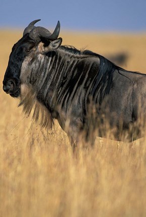 Framed Wildebeest during Serengeti Migration, Masai Mara Game Reserve, Kenya Print