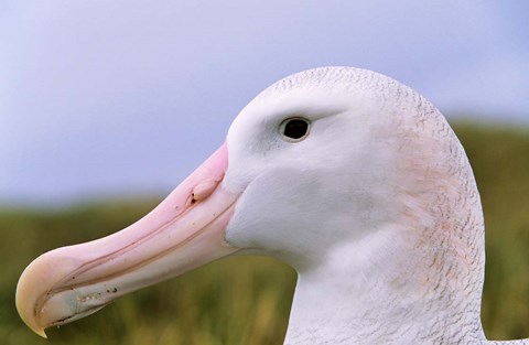 Framed Wandering Albatross bird, Iceberg, Island of South Georgia Print