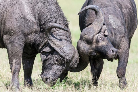 Framed Two bull African Buffalo head butting in a duel, Maasai Mara, Kenya Print