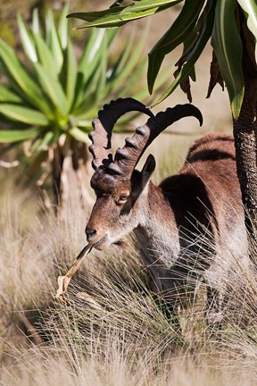 Framed Close Up of Walia Ibex, Ethiopia Print