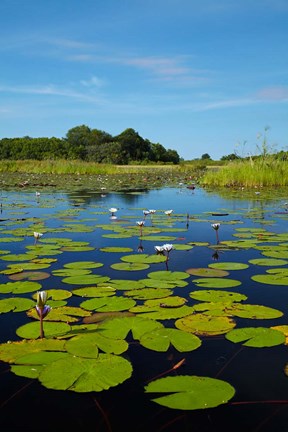 Framed Water lilies, Okavango Delta, Botswana, Africa Print