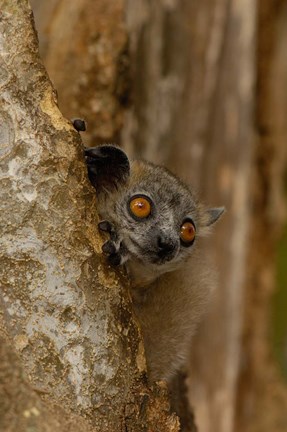 Framed White-footed sportive lemur, Berenty Reserve, MADAGASCAR Print