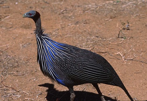 Framed Vulturine Guinea Fowl, Kenya Print