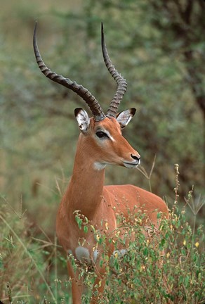 Framed Wild Male Impala, Tanzania Print