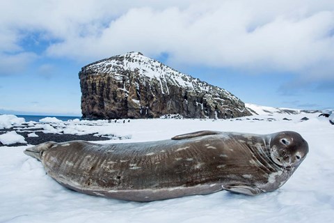 Framed Weddell Seal resting on Deception Island, Antarctica Print
