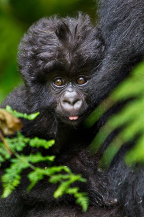 Framed Umubano Group Of Mountain Gorillas, Volcanoes National Park, Rwanda Print