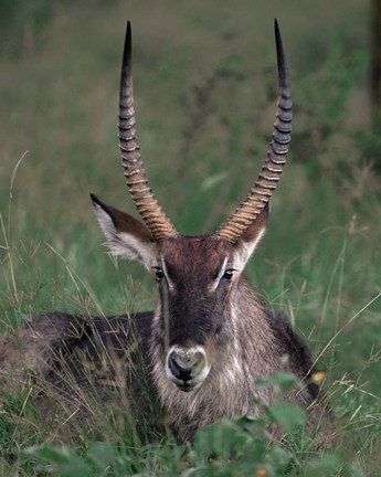 Framed Waterbuck, Kenya Print