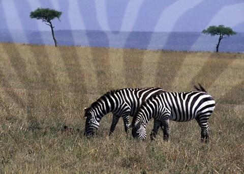 Framed Zebra on the Serengeti, Kenya Print