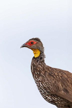 Framed Yellow-necked Spurfowl, Lewa, Kenya Print