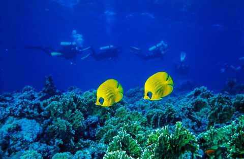 Framed Yellow Butterflyfish with Scuba Divers, Red Sea, Egypt Print