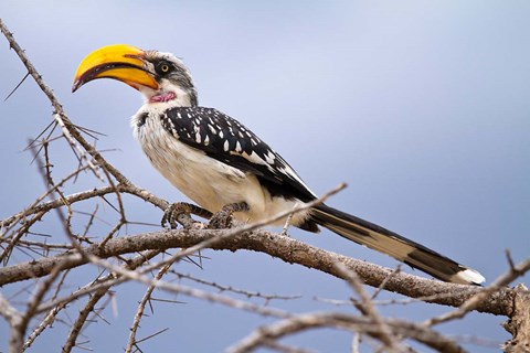 Framed Yellow-billed Hornbill perched in tree, Samburu Game Reserve, Kenya Print