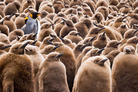 Framed Young King Penguin Chicks in Brown Coats, South Georgia Island, Antarctica Print
