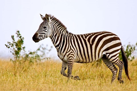 Framed Zebras Herding in The Fields, Maasai Mara, Kenya Print