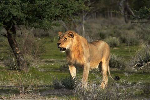 Framed Young male lion, Panthera leo, Etosha NP, Namibia, Africa. Print