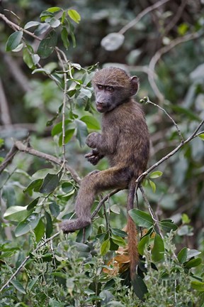 Framed Baby Olive Baboon riding on mother&#39;s back, Kenya Print
