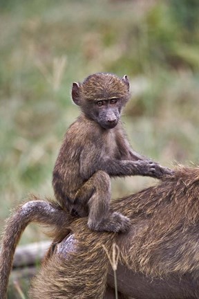 Framed Young Olive Baboon, Lake Nakuru National Park, Kenya Print