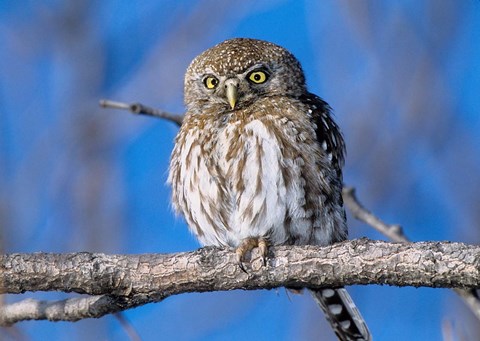 Framed Zimbabwe. Close-up of pearl spotted owl on branch. Print