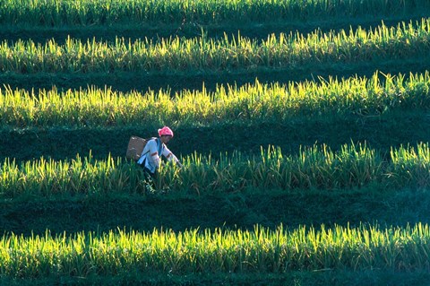 Framed Zhuang Girl in the Rice Terrace, China Print