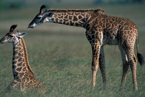 Framed Young Giraffe Lies in Tall Grass, Masai Mara Game Reserve, Kenya Print