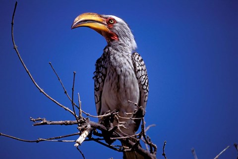 Framed Yellow-Billed Hornbill, Tarangire, Tanzania Print
