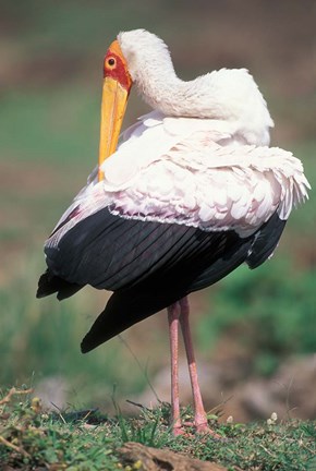 Framed Yellow-Billed Stork Grooming, Masai Mara Game Reserve, Kenya Print