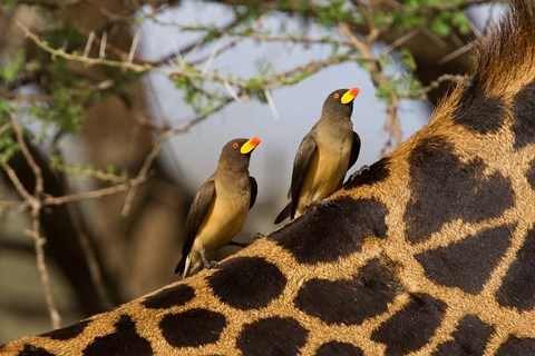 Framed Yellow-Billed Oxpeckers on the Back of a Giraffe, Tanzania Print