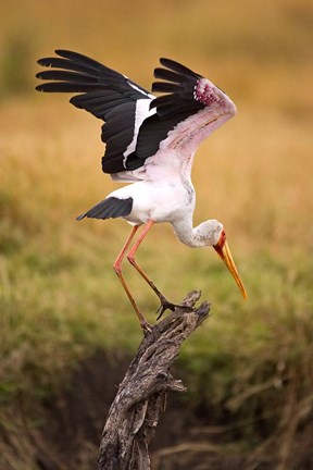 Framed Yellow-Billed Stork Readying for Flight, Maasai Mara, Kenya Print