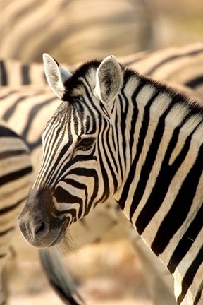 Framed Zebra at Namutoni Resort, Namibia Print