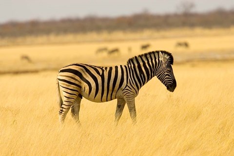Framed Zebra in Golden Grass at Namutoni Resort, Namibia Print