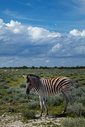 Framed Young Burchells zebra, burchellii, Etosha NP, Namibia, Africa. Print