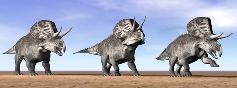 Framed Three Zuniceratops standing in the desert Print