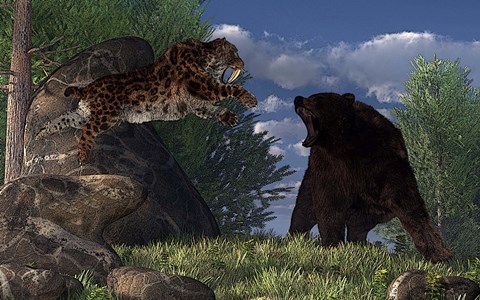 Framed saber-toothed cat leaps at a grizzly bear on a mountain path Print