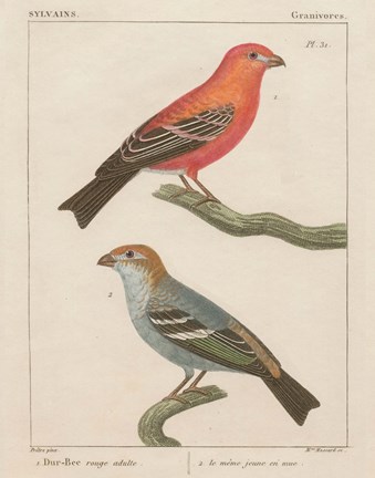 Framed Sylvains II Print