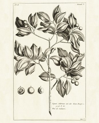 Framed Tropical Leaf Study II Print