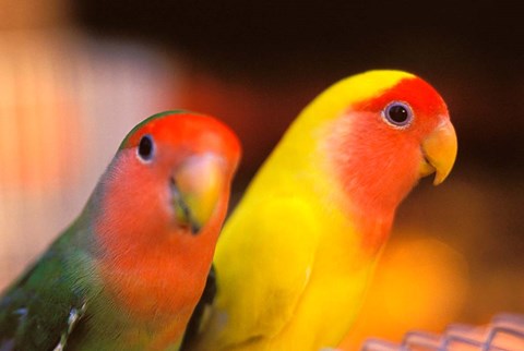 Framed Love Birds, Yuen Po Street Bird Market, Hong Kong, China Print