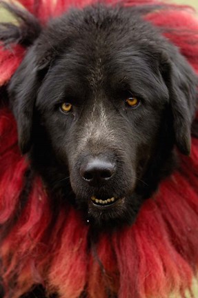 Framed Dog, Horse Racing Festival, Zhongdian, Yunnan, CHINA Print