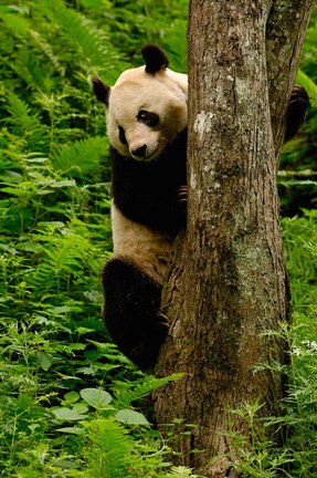 Framed Giant panda bear Climbing a Tree Print