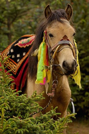 Framed Horse at the Horse Racing Festival, Zhongdian, Deqin Tibetan Autonomous Prefecture, Yunnan Province, China Print