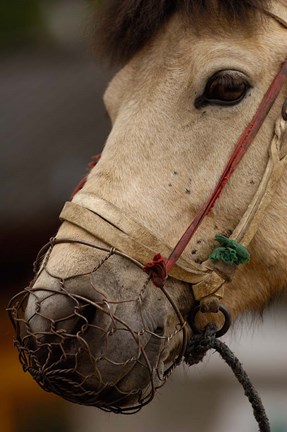 Framed Tibetan Horse, China Print
