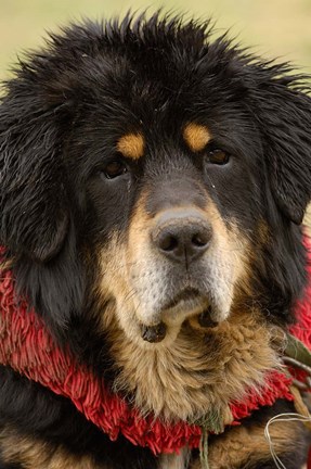 Framed Tibetan Mastiff Dog at the Horse Racing Festival, Zhongdian, Deqin Tibetan Autonomous Prefecture, Yunnan Province, China Print