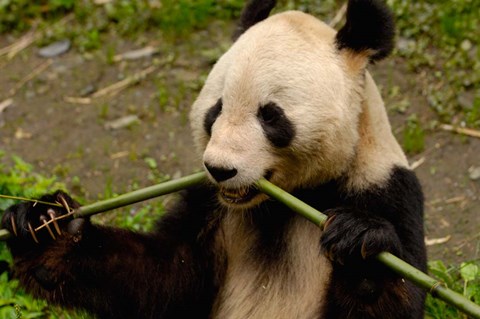 Framed Giant Panda Eating Bamboo Print